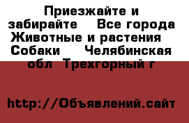 Приезжайте и забирайте. - Все города Животные и растения » Собаки   . Челябинская обл.,Трехгорный г.